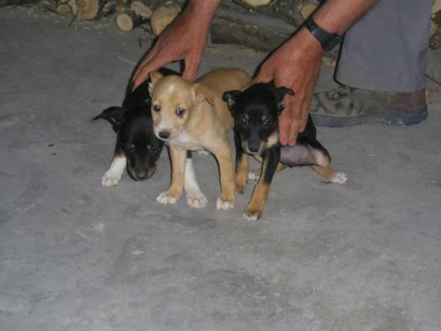 PODENCO ANDALUZ ZARZALERO DE CUEVAS DE SAN MARCOS