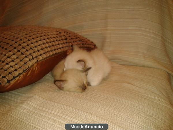 Regalo gatitos nacidos el 27 de julio