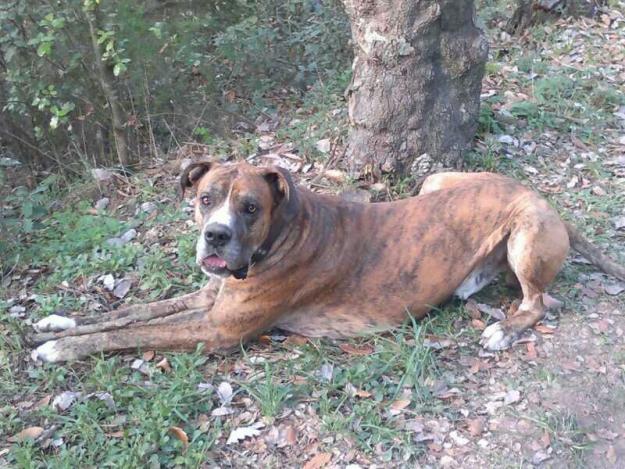 Se regala cruce de dogo alemán-boxer