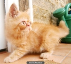Se vende gatito persa - mejor precio | unprecio.es