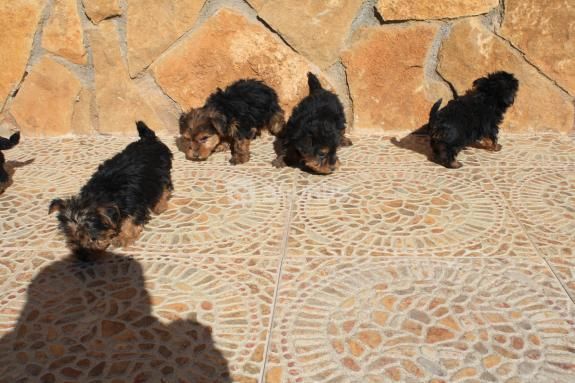 YORKSHIRES TERRIER PERROS MINIATURA, perros, cacho