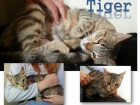 Tiger, la gata más dulce del mundo en adopción - mejor precio | unprecio.es