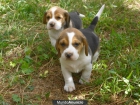 !CACHORRITOS BEAGLE PRECIOSOS¡¡¡¡¡ - mejor precio | unprecio.es