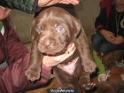 2 últimos Cachorros Labrador Chocolate Galicia - mejor precio | unprecio.es