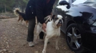 Lenna, preciosa boxer en adopción - mejor precio | unprecio.es