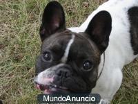 buldog frances con manchas atigradas