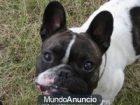 buldog frances con manchas atigradas - mejor precio | unprecio.es