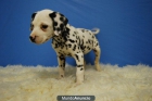 CACHORRITOS DALMATA CALIDAD Y BELLEZA - mejor precio | unprecio.es