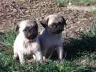 CACHORROS CARLINO 350€ - mejor precio | unprecio.es