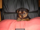 CACHORROS DE YORKSHIRE MINI 600 - mejor precio | unprecio.es