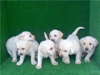 CACHORROS LABRADOR RETRIEVER