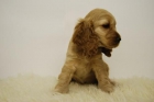 CAMADITA COCKER CONPEDIGRE NACIONAL Y 2 MESES _ WWW.ANIMALFLOWER.COM _ ENTREGA INMEDIATA - mejor precio | unprecio.es
