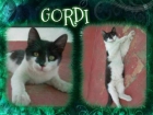 Gordi, Trapi y Niu, gatitos cariñosones en adopción - mejor precio | unprecio.es