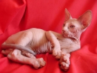 macho sphynx listo para entregar - mejor precio | unprecio.es