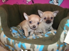 PRECIOSA CAMADA DE CHIHUAHUAS MINI - mejor precio | unprecio.es