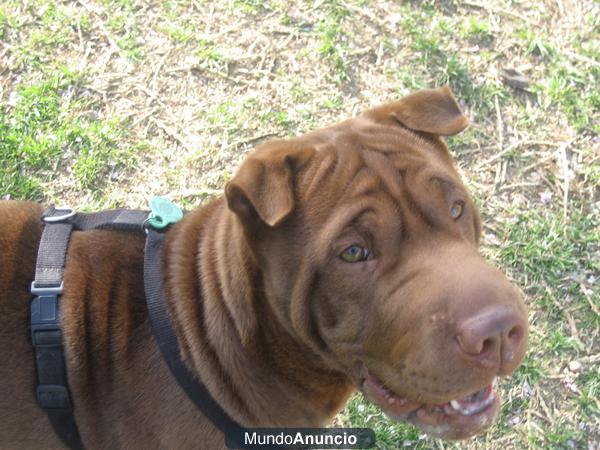 se busca macho shar pei para monta