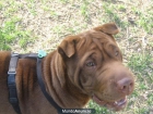 se busca macho shar pei para monta - mejor precio | unprecio.es