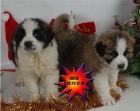 Tu navidad puede ser mas feliz,cachorros San Bernardo - mejor precio | unprecio.es