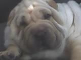 venta de shar.pei