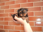 YORKSHIRE TERRIER TOY CON PEDIGRE 400 EUROS - mejor precio | unprecio.es