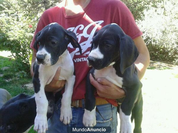 DOGO ALEMÁN. CACHORROS