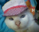 busco un gatito angora turco gris y blanco o todo blanco, ojos azules - mejor precio | unprecio.es