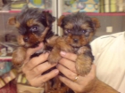 CACHORRITOS DE YORKSHIRE, PRECIOSOS 550 EUROS - mejor precio | unprecio.es