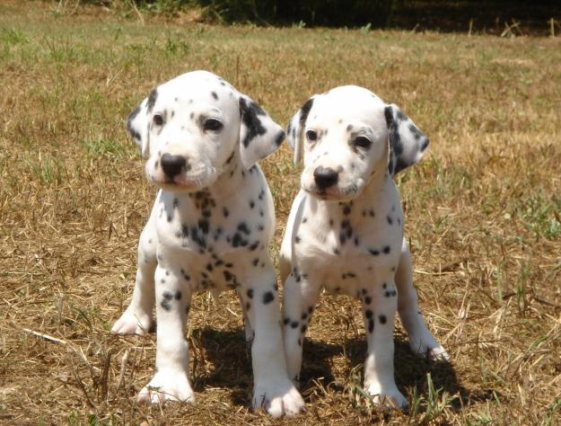 Cachorros de Dalmata