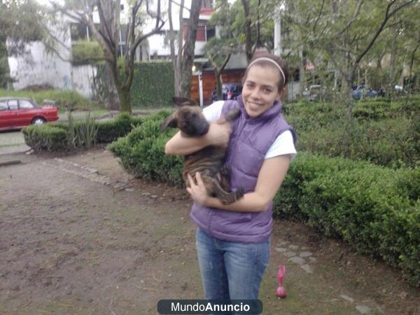 cachorros pastor holandes Cuando el Poder, La Agilidad, La Inteligencia y la Belleza se unieron, se creo el PASTOR HOLAN
