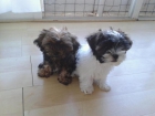 Cachorros Shih Tzu - mejor precio | unprecio.es