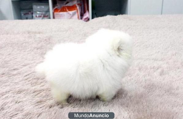 LULU DE POMERANIAS, machos y hembras