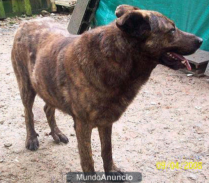pastor alemán cruce necesita un hogar