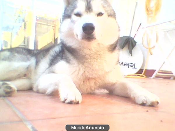 Regalo husky siberiano