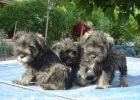 Schnauzer Miniatura (sal y pimienta) - mejor precio | unprecio.es