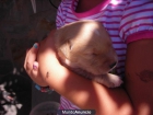 se venden golden retriever - mejor precio | unprecio.es