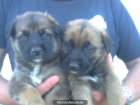 VENDO EXCELENTES CACHORRITAS HEMBRAS DE PASTOR MALINOIS CON PEDIGREE. 300 . - mejor precio | unprecio.es