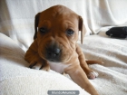 vendo preciosa cachorrita de pit bull - mejor precio | unprecio.es