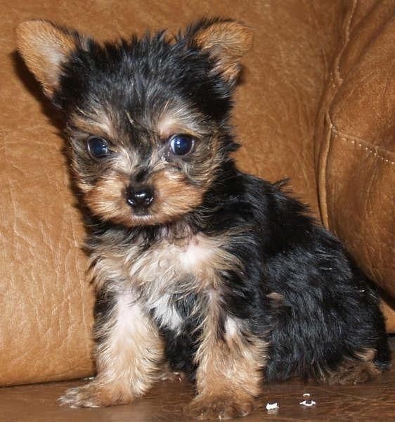 Yorkshire, adorables y cariñosos cachorros