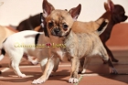 Buscas un cachorrito chihuahua? - mejor precio | unprecio.es