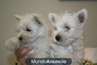 Cachorritos West highland, Westy con pedigree de la LOE. - mejor precio | unprecio.es