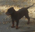 Cachorro Rottweiler - mejor precio | unprecio.es