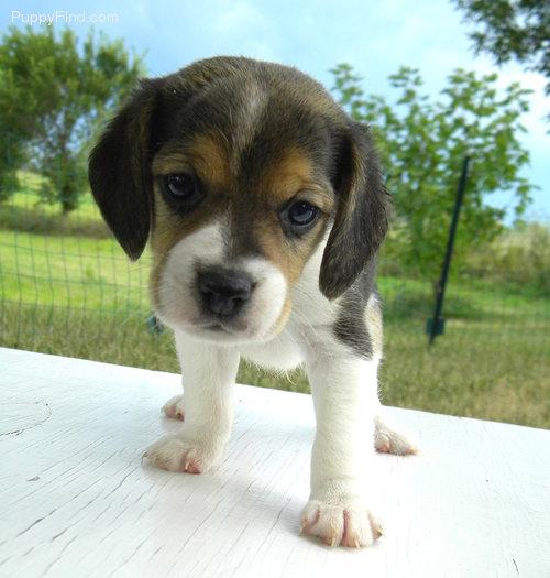 Cachorros Beagle