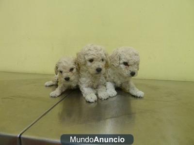 cachorros caniche