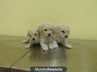 cachorros caniche - mejor precio | unprecio.es