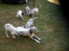 Cachorros setter ingles 1 hembra y 3 machos - mejor precio | unprecio.es