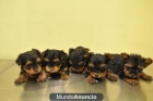 cachorros yorshire terrier toy - mejor precio | unprecio.es