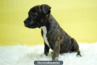 Camadita de staffordshire bull terrier, 4 machos y dos hembras - mejor precio | unprecio.es