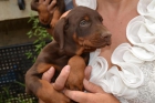 Doberman cachorros o machos para montas - mejor precio | unprecio.es