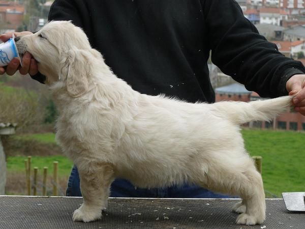 EXCELENTES CACHORROS GOLDEN RETRIEVER