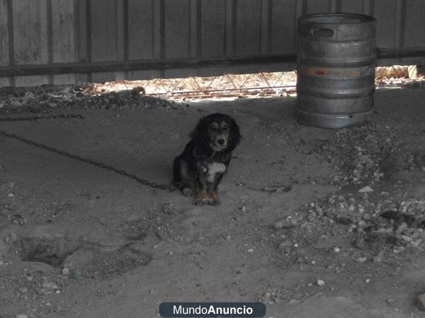 HOGAR URGENTE CRUCE TECKEL